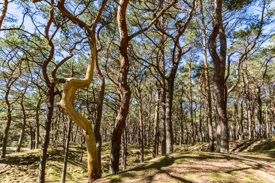 Kiefernwald auf der Schaabe, R&uuml;gen