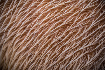 Close up of the cow and fur