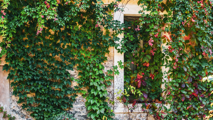 Fototapeta na wymiar scenery of old house facade covered by variegated climbing ivy