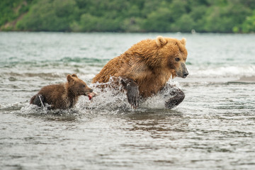 Ruling the landscape, brown bears of Kamchatka (Ursus arctos beringianus)