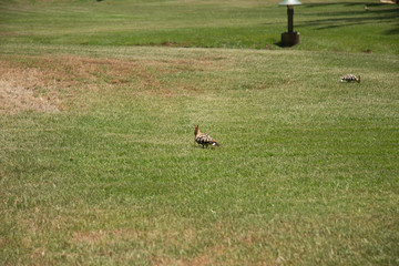 bird in its natural habitat in spain