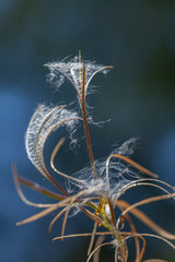 Сottongrass (sedge family) grows on swampy land, Russia