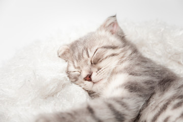Cat love Sleep well By the Soft Mattress . Little scottish fold Cat cute ginger kitten happy and lovely comfortable sleeping . love to animals pet concept .