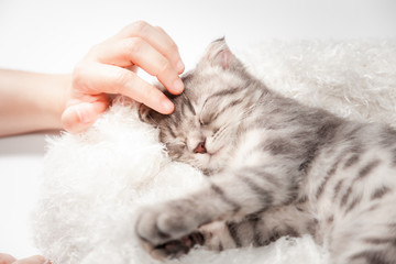 Cat love By the hand grip at hand. happy cat lovely comfortable sleeping by the woman stroking hand grip at . love to animals concept .