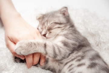 Cat love By the hand grip at hand. happy cat lovely comfortable sleeping by the woman stroking hand...