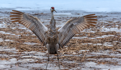 Sandhil Crane
