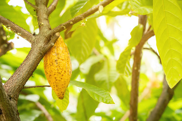 Cocoa fruit on the tree with sunlight - obrazy, fototapety, plakaty