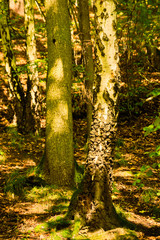 Fototapeta premium Birch tree in forest near Jurecerek, Ricany