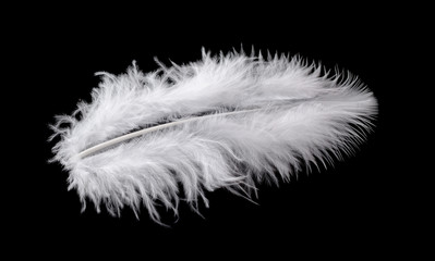 Obraz premium White bird feather isolated on black background