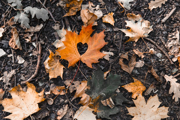 yellow maple leaf on the ground with heart in the middle