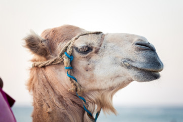 Fototapeta premium Camel in the Tunisian desert, funny close-up