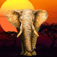 Elephant