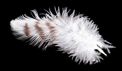 Obraz premium Colored bird feather isolated on black background