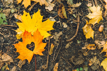 yellow maple leaf on the ground with heart in the middle