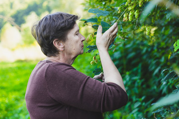 Senior woman smelling hop flower in nature