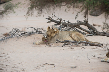 Namibia