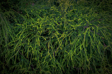 Thuja threadlike