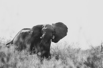 Crazy african elephant in black and white with high contrast shaking head and ears during a safari....