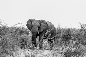 African elephant in black and white with high contrast, image of a wild elephant during a safari. Tourism in Africa with elephants in a nature reserve protected against ivory hunters.