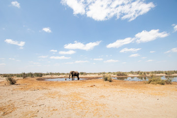 Fototapeta na wymiar elephant in africa feeds and drinks during the dry season in botswana. Travel in the savannah with game drives and safaris in the nature reserves. wildlife photography in africa, wild elephants
