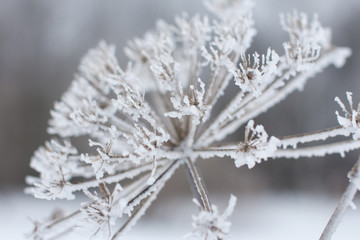 Beautiful frozen cow parsnip in ice. White snow and transparent icicles.