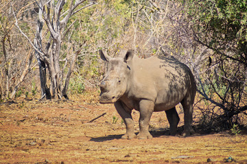 Rhino standing under a tree