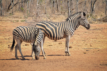 Fototapeta na wymiar Zebras on the dry savannah looking for food