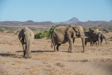 Fototapeta na wymiar Namibia