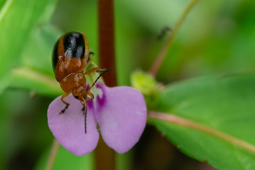 beetle on purple flower 