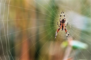 spider on a web