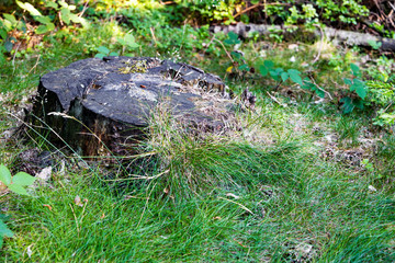 Fototapeta na wymiar Old stump in the forest surrounded by green grass