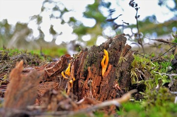 fungus on tree