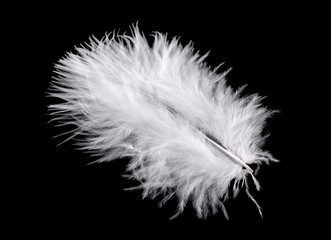 White bird feather isolated on black background