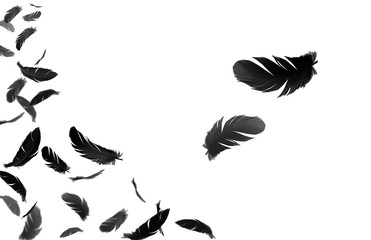 abstract, black feathers floating in the air, white background