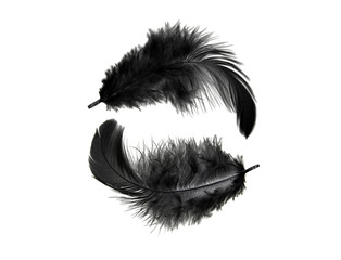 black feather isolated on white background