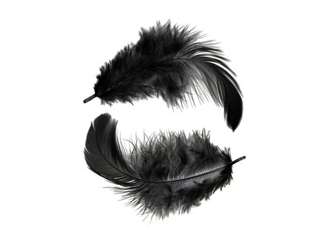 Black Feather Isolated On White Background