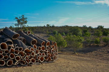 Cork, cork tree bark stacked for processing