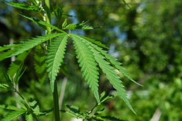 Hemp sprout plant macro on a beautiful background