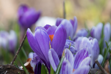 Fototapeta premium Krokus