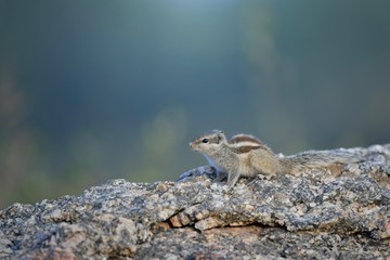 chipmunk on rock