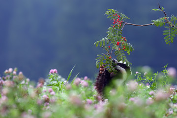 The European badger (Meles meles) also known as the Eurasian badger or simply badger eats ripe rowan berries in a clover field.Badger with red berries standing on hind legs. © Karlos Lomsky