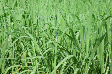 Green grass in nature field.