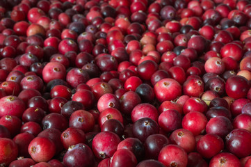 Full frame image of red ripe cranberries. Close-up view, selective focus with blurred background