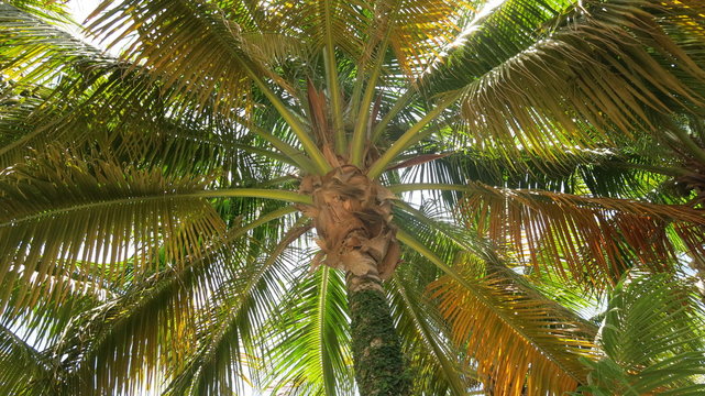 Palm view form lounger in Jamaican paradise