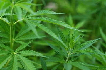 Hemp sprout plant macro on a beautiful background