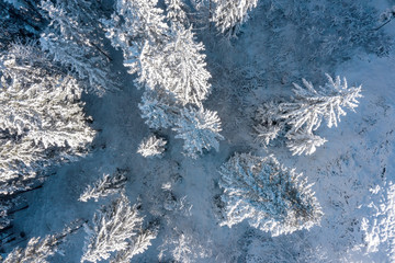 Winter background. Frosty pine trees covered by snow. Aerial view on snowy Christmas trees