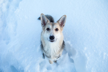 Portrait of happy mongrel dog running and looking at camera on a winter field at dawn.