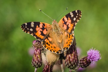 Close up image of colorful painted lady butterfly with wings open sitting on purple thistle growing in a meadow on a summer day. Blurry green background.
