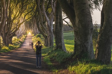 road in forest