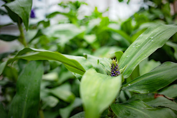 Blue Ginger or Dichorisandra Thyrsiflora flower in garden